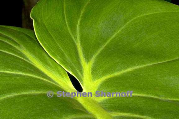 philodendron leaf 1 graphic